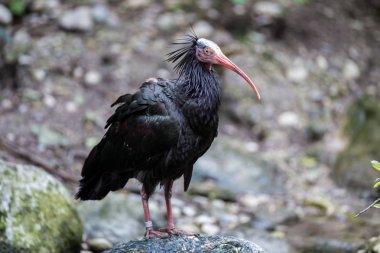 Kuzey kel aynak Geronticus eremita Hayvanat Bahçesi