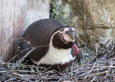 Humboldt pengueni, Spheniscus humboldti Hayvanat Bahçesi