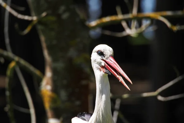 Cigüeña blanca europea, Ciconia ciconia en un parque natural alemán — Foto de Stock