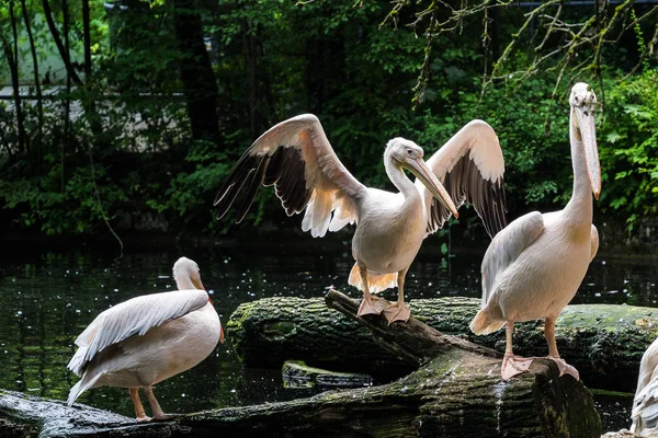 Büyük beyaz pelikan, Pelecanus onocrotalus Hayvanat Bahçesi — Stok fotoğraf