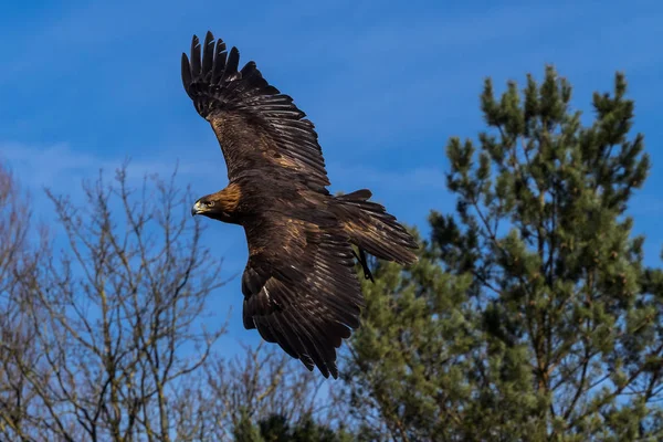 Steenarend, Aquila chrysaetos zittend op een tak — Stockfoto