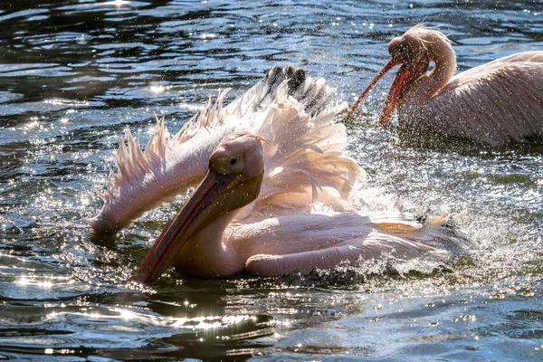 Gran Pelícano Blanco, Pelecanus onocrotalus en el zoológico — Foto de Stock