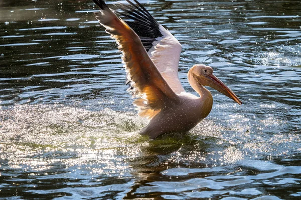 Большой белый пеликан, Pelecanus onocrotalus в зоопарке — стоковое фото