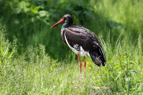 Cegonha preta, Ciconia nigra em um parque natural alemão — Fotografia de Stock