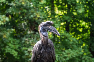 Habeş Kuzey kara kartallar, Bucorvus abyssinicus garip kuş