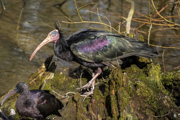 Ibis chauve du Nord, Geronticus eremita dans le zoo — Photo