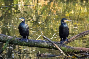 Büyük karabatak, Phalacrocorax carbo onun tüyleri kurutma.