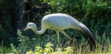 Mavi turna Grus paradisea, nesli tükenmekte olan bir kuştur
