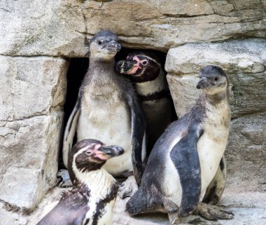 Humboldt pengueni, Spheniscus humboldti Hayvanat Bahçesi