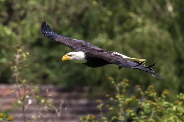 Flying bald eagle lat. haliaeetus leucocephalus in a park — Stock Photo, Image