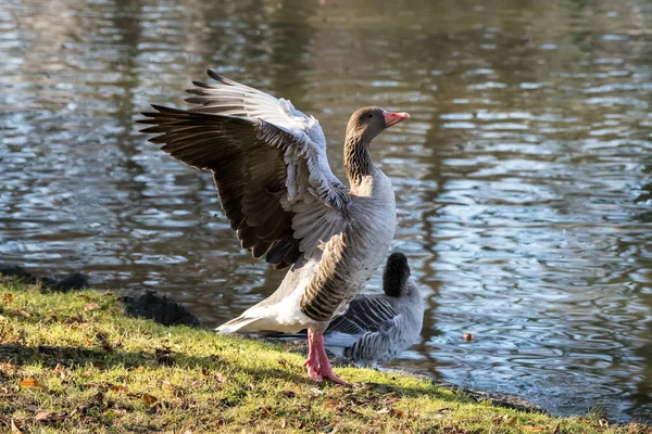 The greylag goose, Anser anser is a species of large goose — Stock Photo, Image