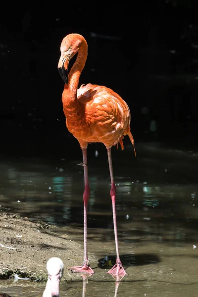 The American flamingo, Phoenicopterus ruber is a large species of flamingo — Stock Photo, Image