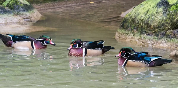 The wood duck or Carolina duck, Aix sponsa is a species of perching duck