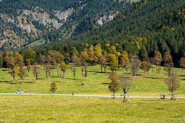 akçaağaç, Ahornboden, Karwendel'de Dağları, Tyrol, Avusturya