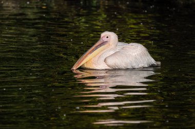 Büyük beyaz pelikan, Pelecanus onocrotalus Hayvanat Bahçesi