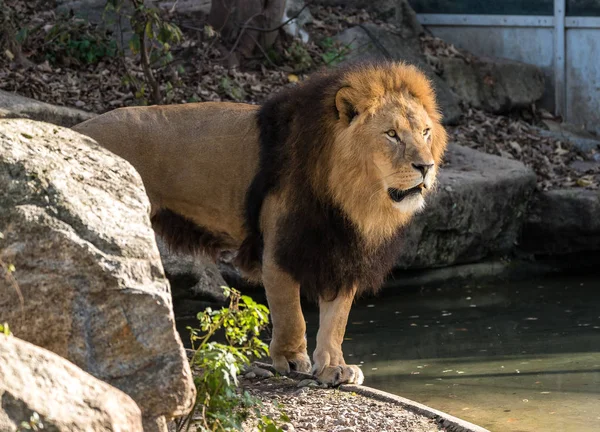 Лев, Panthera leo является одним из четырех больших кошек в роде Panthera — стоковое фото
