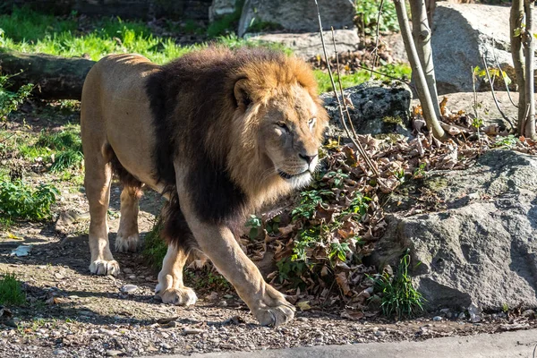 ライオン、ライオン、ヒョウ属に分類される 4 つの大きな猫のいずれか — ストック写真