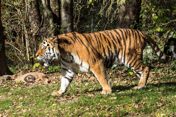 O tigre siberiano, Panthera tigris altaica no zoológico — Fotografia de Stock