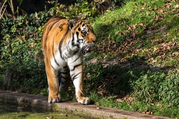 Den sibiriska tigern, Panthera tigris altaica i djurparken — Stockfoto