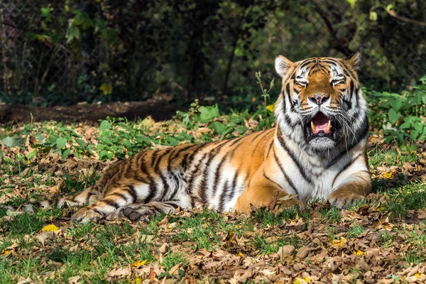 The Siberian tiger, Panthera tigris altaica in the zoo — стоковое фото