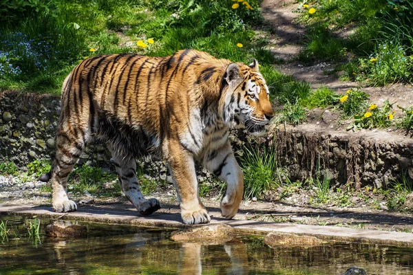 O tigre siberiano, Panthera tigris altaica no zoológico — Fotografia de Stock