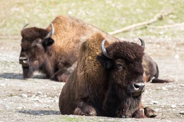 Búfalo americano conocido como bisonte, Bos bisonte en el zoológico — Foto de Stock