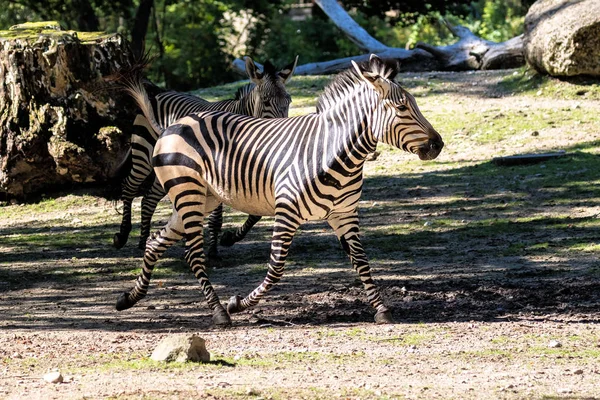 Hartmann's Mountain Zebra, Equus zebra hartmannae. An endangered zebra — Stock Photo, Image