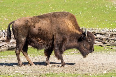 Hayvanat bahçesinde bizon Bizon, Bos bilinen Amerikan buffalo