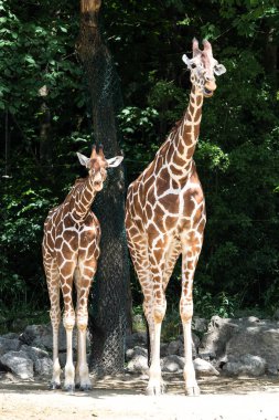 Zürafa, zürafa zürafa Afrika bir memeli olduğu