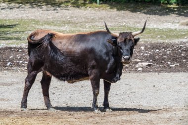 Heck sığır, Bos primigenius Toros veya yaban öküzü Hayvanat Bahçesi