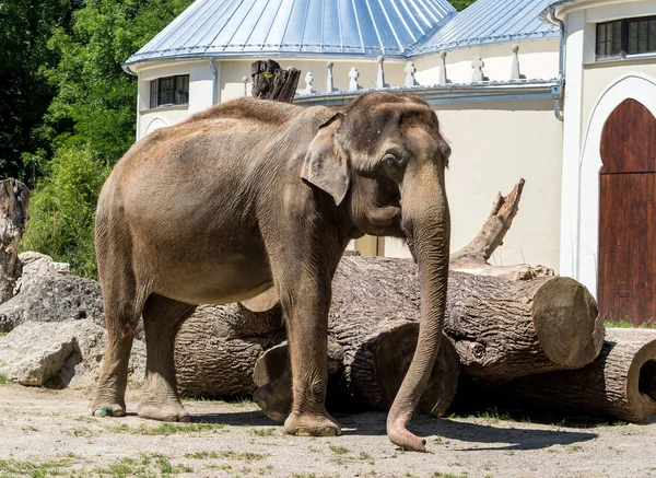 The Asian elephant, Elephas maximus also called Asiatic elephant