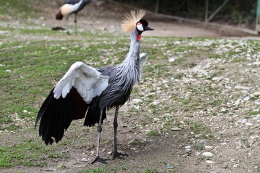 Siyah taç Crane, Balearica pavonina Hayvanat Bahçesi