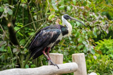Saman boyunlu aynak Threskiornis spinicollis Hayvanat Bahçesi