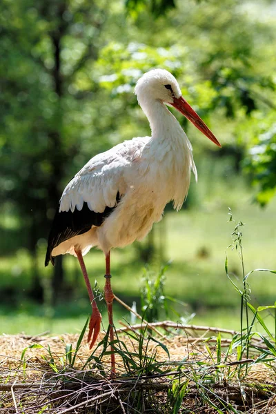 Avrupa beyaz leylek, Ciconia ciconia bir Alman Doğa Parkı — Stok fotoğraf