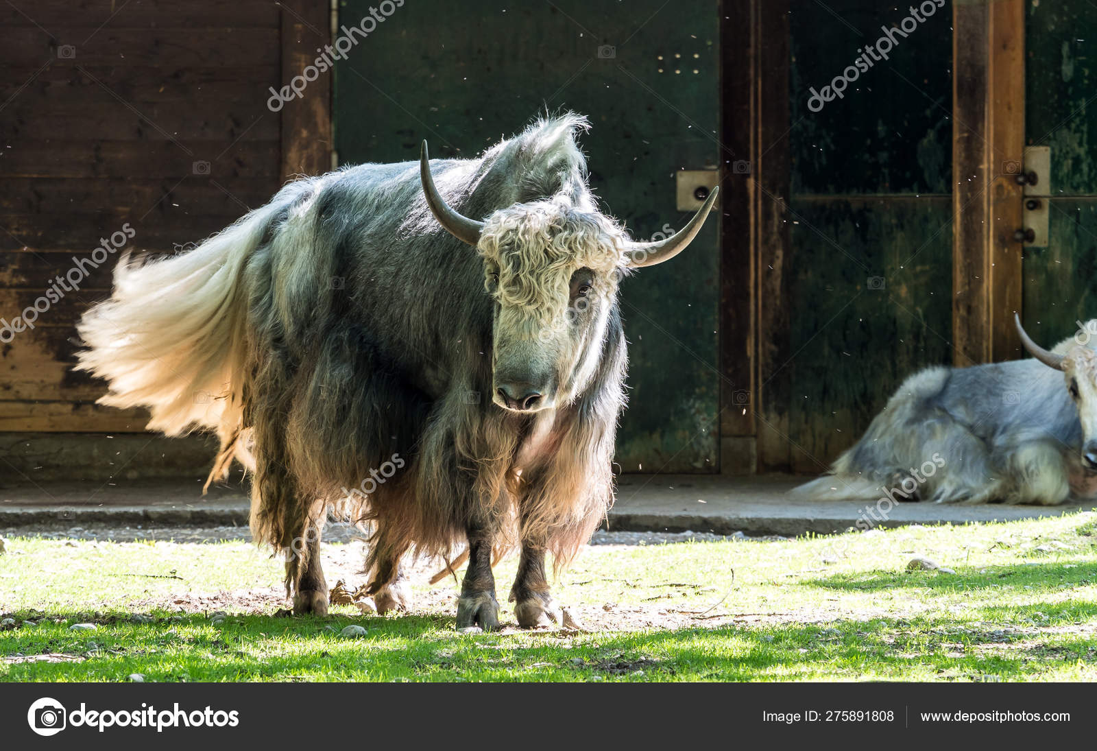 Tæt Forstyrre universitetsområde The domestic Yak, Bos mutus grunniens in the zoo Stock Photo by ©RudiErnst  275891808