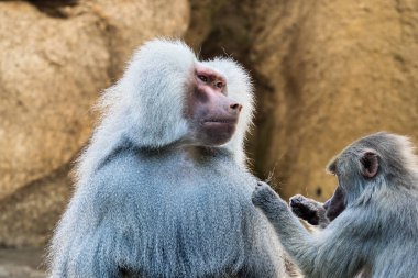 Hamadryas babunu, Papio hamadryas babunu familyasından bir