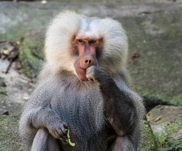 Papio hamadryas é uma espécie de babuíno do gênero "Papio" — Fotografia de Stock