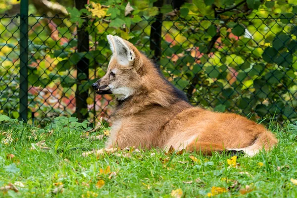 De Maned Wolf, Chrysocyon brachyurus is de grootste canid van Zuid-Amerika — Stockfoto