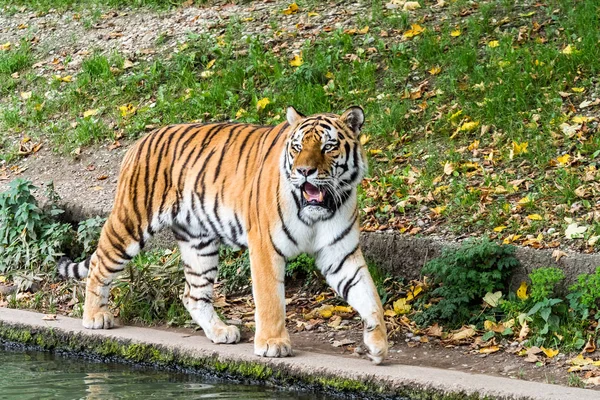 O tigre siberiano, Panthera tigris altaica no zoológico — Fotografia de Stock