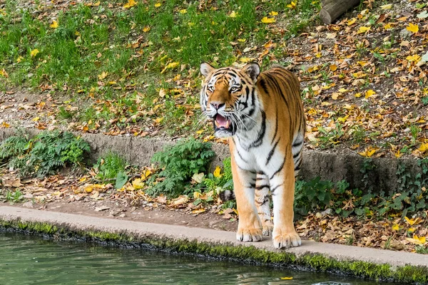 Der sibirische Tiger, Panthera tigris altaica im Zoo — Stockfoto