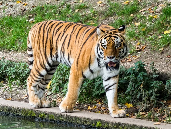 Η τίγρη της Σιβηρίας, Panthera tigris altaica στο ζωολογικό κήπο — Φωτογραφία Αρχείου
