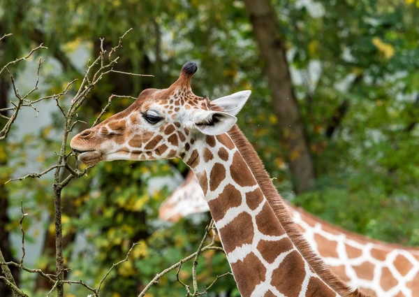 La giraffa, Giraffa camelopardalis è un mammifero africano — Foto Stock