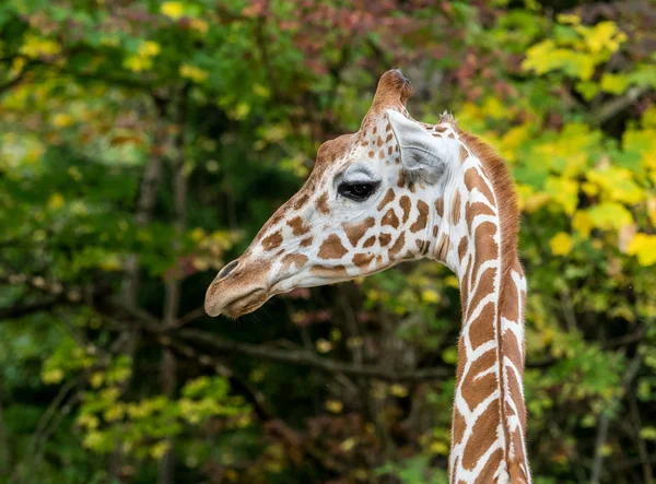 La giraffa, Giraffa camelopardalis è un mammifero africano — Foto Stock