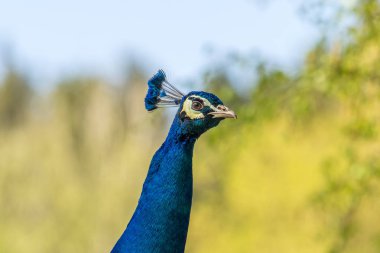 Hint tavuskuşu veya mavi tavus kuşu, Pavo cristatus Hayvanat Bahçesi