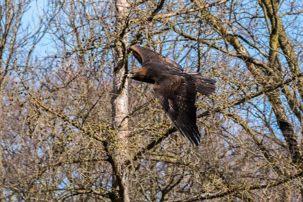 Golden eagle, Aquila chrysaetos sedící na větvi — Stock fotografie