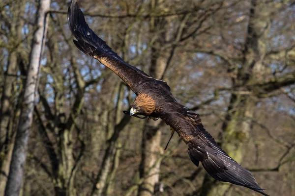Golden eagle, Aquila chrysaetos sedící na větvi — Stock fotografie