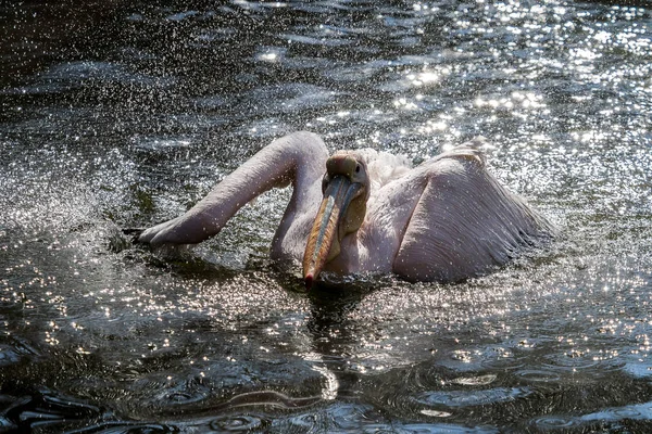 Büyük beyaz pelikan, Pelecanus onocrotalus Hayvanat Bahçesi — Stok fotoğraf