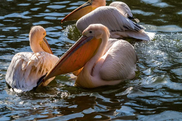Marele Pelican Alb, Pelecanus onocrotalus în grădina zoologică — Fotografie, imagine de stoc