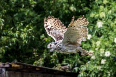 Sibirya kartal baykuş bubo bubo sibiricus. Dünyanın en büyük baykuş