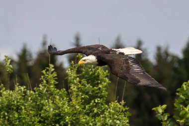 Kel kartal lat. haliaeetus leucocephalus bir parkta uçan